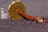  ( - TRTC157242)  @11 [ ] CreativeCommons - Attribution Non-Commercial Share-Alike (2010) Unspecified Royal Ontario Museum