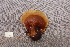  (Ganoderma sp - TRTC157252)  @11 [ ] CreativeCommons - Attribution Non-Commercial Share-Alike (2010) Unspecified Royal Ontario Museum