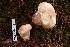  ( - TRTC157152)  @11 [ ] CreativeCommons - Attribution Non-Commercial Share-Alike (2010) Unspecified Royal Ontario Museum