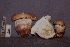  ( - TRTC157152)  @11 [ ] CreativeCommons - Attribution Non-Commercial Share-Alike (2010) Unspecified Royal Ontario Museum