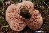  ( - TRTC157155)  @11 [ ] CreativeCommons - Attribution Non-Commercial Share-Alike (2010) Unspecified Royal Ontario Museum