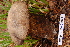  ( - TRTC157162)  @11 [ ] CreativeCommons - Attribution Non-Commercial Share-Alike (2010) Unspecified Royal Ontario Museum