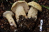  ( - TRTC157165)  @11 [ ] CreativeCommons - Attribution Non-Commercial Share-Alike (2010) Unspecified Royal Ontario Museum