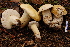  ( - TRTC157165)  @11 [ ] CreativeCommons - Attribution Non-Commercial Share-Alike (2010) Unspecified Royal Ontario Museum