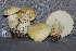  ( - TRTC157165)  @11 [ ] CreativeCommons - Attribution Non-Commercial Share-Alike (2010) Unspecified Royal Ontario Museum