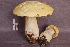  ( - TRTC157171)  @11 [ ] CreativeCommons - Attribution Non-Commercial Share-Alike (2010) Unspecified Royal Ontario Museum