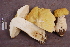  ( - TRTC157171)  @11 [ ] CreativeCommons - Attribution Non-Commercial Share-Alike (2010) Unspecified Royal Ontario Museum