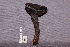  (Strobilomyces sp - TRTC157183)  @11 [ ] CreativeCommons - Attribution Non-Commercial Share-Alike (2010) Unspecified Royal Ontario Museum