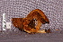  ( - TRTC157195)  @11 [ ] CreativeCommons - Attribution Non-Commercial Share-Alike (2010) Unspecified Royal Ontario Museum