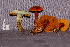  (Boletus sp - TRTC157201)  @11 [ ] CreativeCommons - Attribution Non-Commercial Share-Alike (2010) Unspecified Royal Ontario Museum