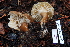  ( - TRTC161121)  @11 [ ] CreativeCommons - Attribution Non-Commercial Share-Alike (2010) Unspecified Royal Ontario Museum