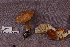  (Lactarius aff. lignyotus - TRTC161121)  @11 [ ] CreativeCommons - Attribution Non-Commercial Share-Alike (2010) Unspecified Royal Ontario Museum