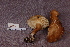  ( - TRTC161121)  @11 [ ] CreativeCommons - Attribution Non-Commercial Share-Alike (2010) Unspecified Royal Ontario Museum