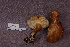  ( - TRTC161121)  @11 [ ] CreativeCommons - Attribution Non-Commercial Share-Alike (2010) Unspecified Royal Ontario Museum