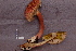  ( - TRTC161132.1)  @11 [ ] CreativeCommons - Attribution Non-Commercial Share-Alike (2010) Unspecified Royal Ontario Museum