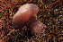  (Boletus violaceofuscus - TRTC161136)  @11 [ ] CreativeCommons - Attribution Non-Commercial Share-Alike (2010) Unspecified Royal Ontario Museum