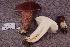  ( - TRTC161136)  @11 [ ] CreativeCommons - Attribution Non-Commercial Share-Alike (2010) Unspecified Royal Ontario Museum