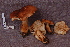  ( - TRTC161137)  @11 [ ] CreativeCommons - Attribution Non-Commercial Share-Alike (2010) Unspecified Royal Ontario Museum
