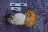  ( - TRTC161165)  @11 [ ] CreativeCommons - Attribution Non-Commercial Share-Alike (2010) Unspecified Royal Ontario Museum