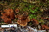  (Coltricia cf. cinnamonea - TRTC157137)  @11 [ ] CreativeCommons - Attribution Non-Commercial Share-Alike (2010) Unspecified Royal Ontario Museum