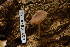  ( - TRTC157149)  @11 [ ] CreativeCommons - Attribution Non-Commercial Share-Alike (2010) Unspecified Royal Ontario Museum