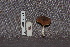  ( - TRTC157149)  @11 [ ] CreativeCommons - Attribution Non-Commercial Share-Alike (2010) Unspecified Royal Ontario Museum
