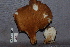  ( - TRTC157151)  @11 [ ] CreativeCommons - Attribution Non-Commercial Share-Alike (2010) Unspecified Royal Ontario Museum