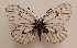  ( - ZFMK-LepDNA0000167)  @11 [ ] copyright (2022) ZFMK Unspecified
