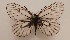  ( - ZFMK-LepDNA0000168)  @11 [ ] copyright (2022) ZFMK Unspecified