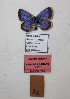  (Plebejus callaghani - Naderi2023-036)  @11 [ ] Copyright (2023) Alireza Naderi Unspecified