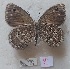  ( - AF-VN13)  @11 [ ] Copyright (2023) Alessandro Floriani Unspecified