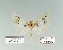  ( - HA-Pyr-033)  @11 [ ] Copyright (2023) Hayk Mirzayans Insect Museum HMIM