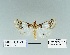  ( - HA-Pyr-041)  @11 [ ] Copyright (2023) Hayk Mirzayans Insect Museum HMIM