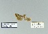  ( - HA-Pyr-028)  @11 [ ] Copyright (2023) Hayk Mirzayans Insect Museum HMIM