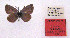  (Cupido pakistanus - JCWeiss002)  @11 [ ] copyright (2022) Jean-Claude Weiss Unspecified
