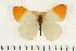  (Colotis dissociatus - CNCLEP00044173)  @15 [ ] CreativeCommons - Attribution Non-Commercial Share-Alike (2009) Unspecified Unspecified