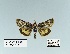  ( - HA-Pyr-038)  @11 [ ] Copyright (2023) Hayk Mirzayans Insect Museum HMIM