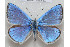  (Polyommatus schuriani - DNAfcaAgr 001)  @13 [ ] Copyright (2013) Frederic Carbonell Unspecified