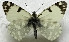  (Euchloe lybica - DNAwback023)  @11 [ ] copyright (2023) Werner Back Unspecified