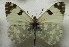  ( - DNAwback024)  @11 [ ] copyright (2023) Werner Back Unspecified