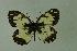  (Melanargia teneates - DNAwthmel 041)  @14 [ ] Copyright (2009) Unspecified Unspecified