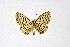  ( - DNAwthTarucus005)  @11 [ ] copyright (2023) Wolfgang tenHagen Unspecified