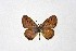  ( - DNAwthTarucus006)  @11 [ ] copyright (2023) Wolfgang tenHagen Unspecified