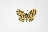  ( - DNAwthTarucus024)  @11 [ ] copyright (2023) Wolfgang tenHagen Unspecified
