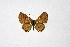  ( - DNAwthTarucus025)  @11 [ ] copyright (2023) Wolfgang tenHagen Unspecified