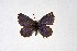  (Tarucus thespis - DNAwthTarucus028)  @11 [ ] copyright (2023) Wolfgang tenHagen Unspecified
