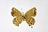  ( - DNAwthSatyrium204)  @11 [ ] copyright (2023) Wolfgang tenHagen Unspecified