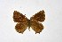  ( - DNAwthSatyrium205)  @11 [ ] copyright (2023) Wolfgang tenHagen Unspecified