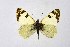  ( - DNAwthEuchloe009)  @11 [ ] copyright (2023) Wolfgang tenHagen Unspecified