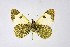  ( - DNAwthEuchloe009)  @11 [ ] copyright (2023) Wolfgang tenHagen Unspecified